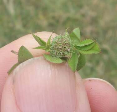 Plancia ëd Trifolium glomeratum L.