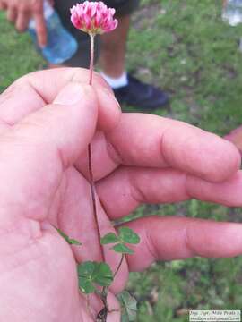 Image of peanut clover