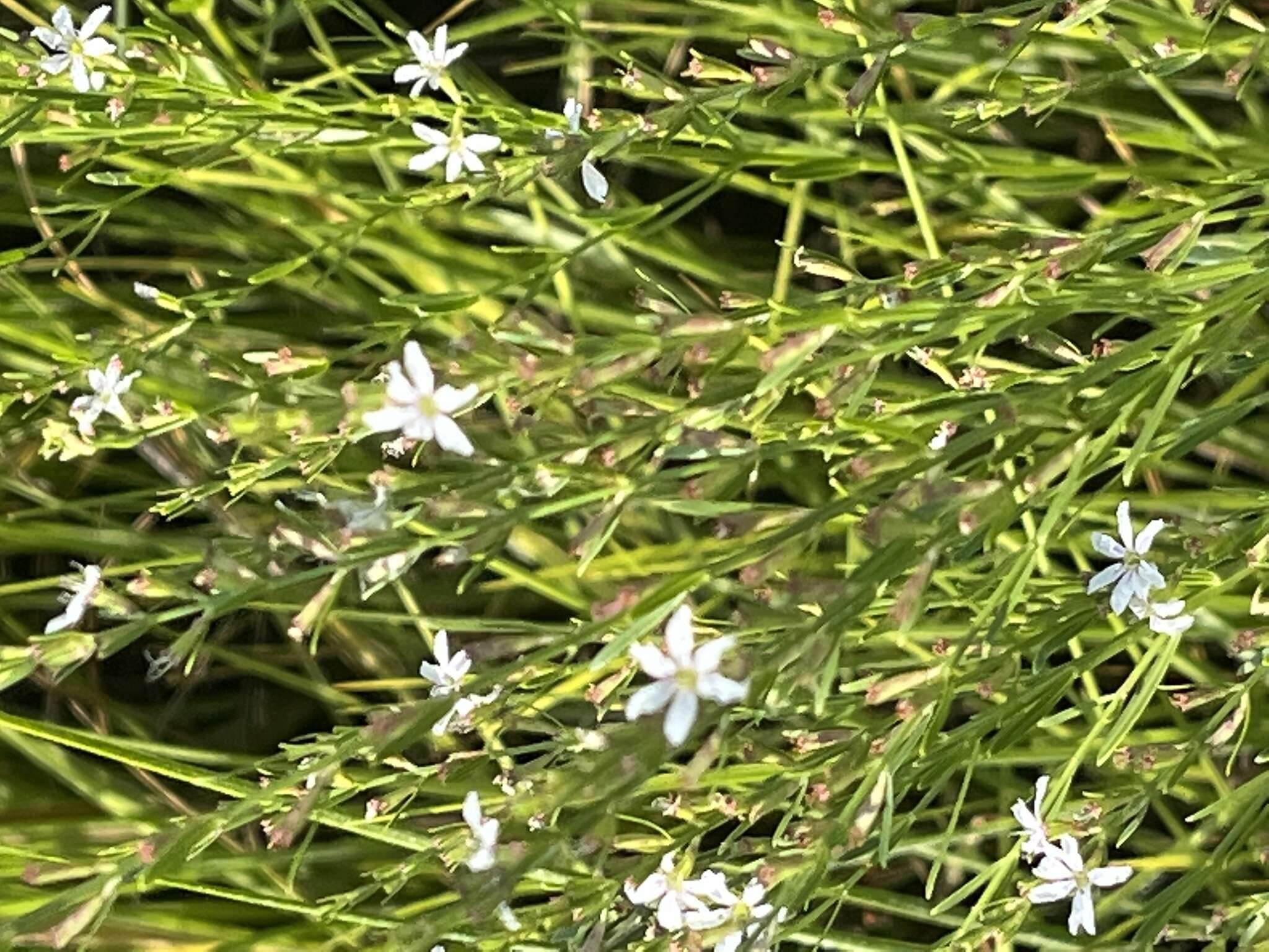 Image of Wand loosestrife