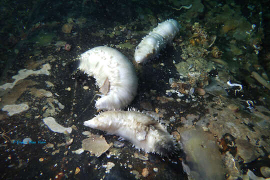 Image of sea gherkin