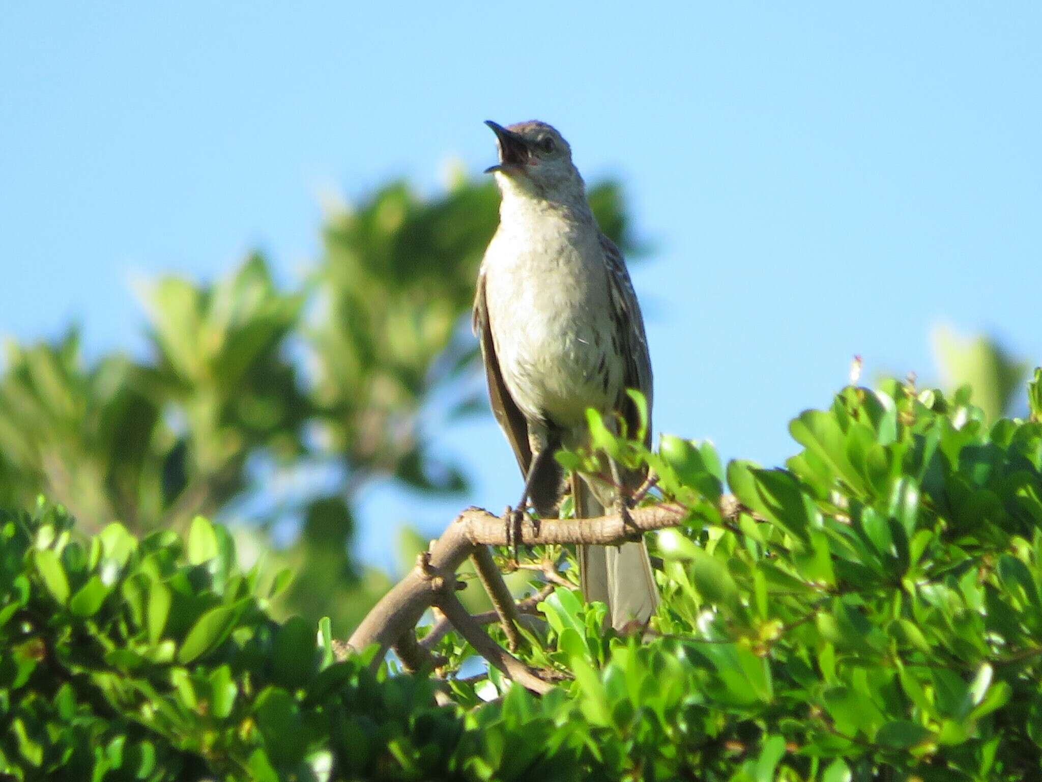 Image of Bahama Mockingbird