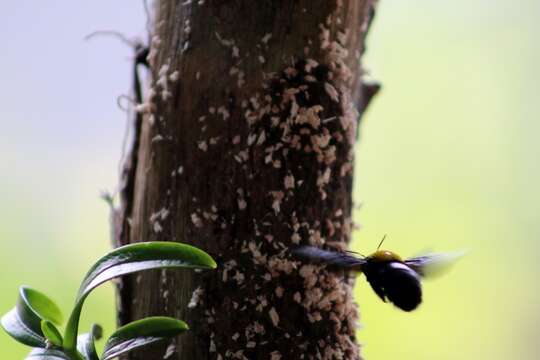 Xylocopa aestuans (Linnaeus 1758) resmi