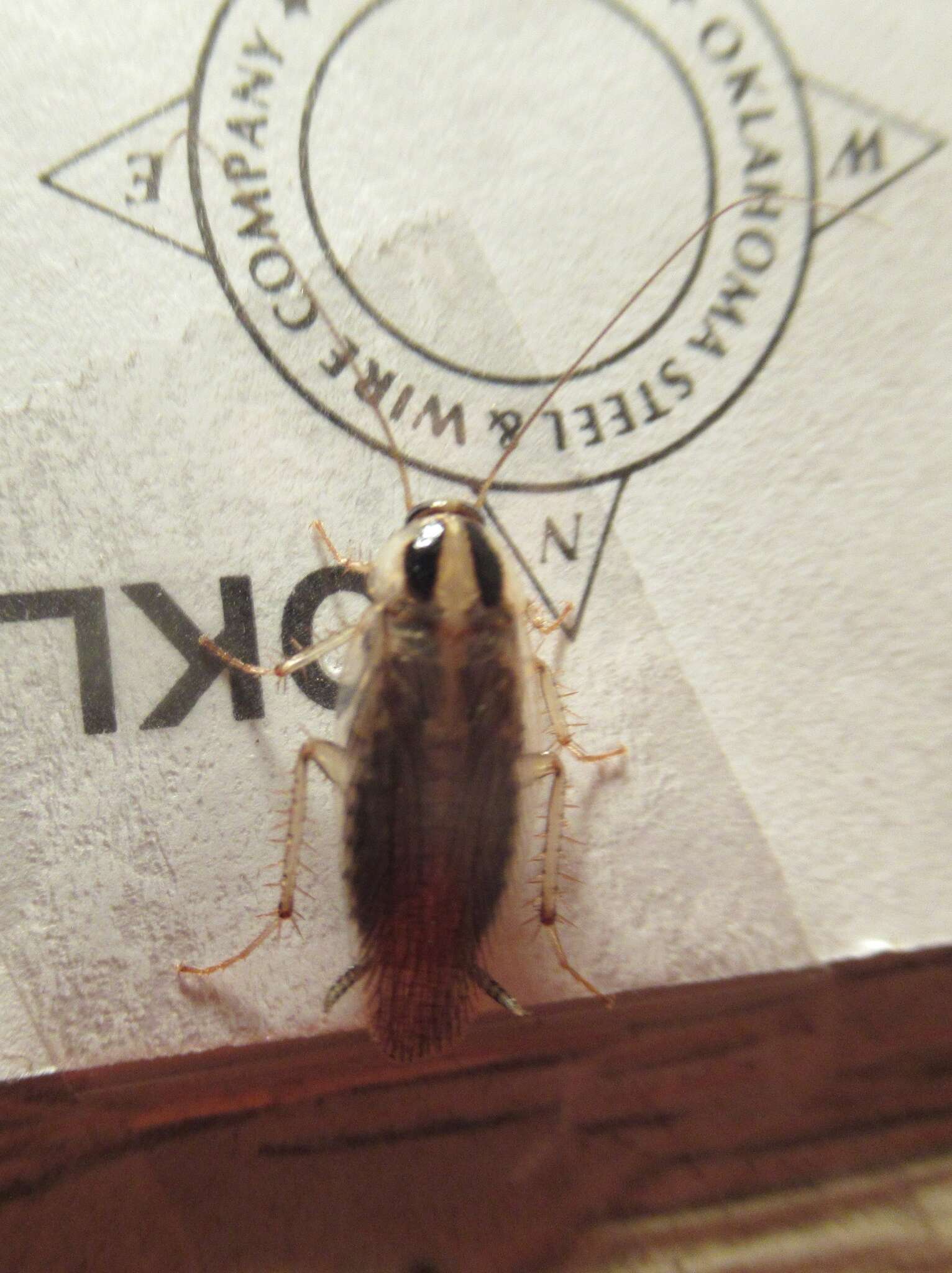 Image of Field Cockroach