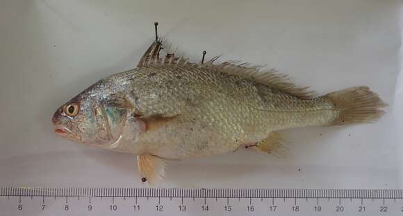 Image of Croaker