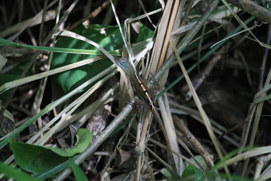 Image of Saint Lucia tree lizard