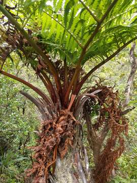 Image of Hapu'u'ii