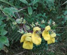 Image of Calceolaria atahualpae Kränzl.