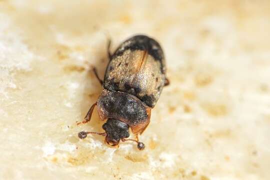 Image of Sap beetle