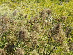 Imagem de Celosia floribunda A. Gray