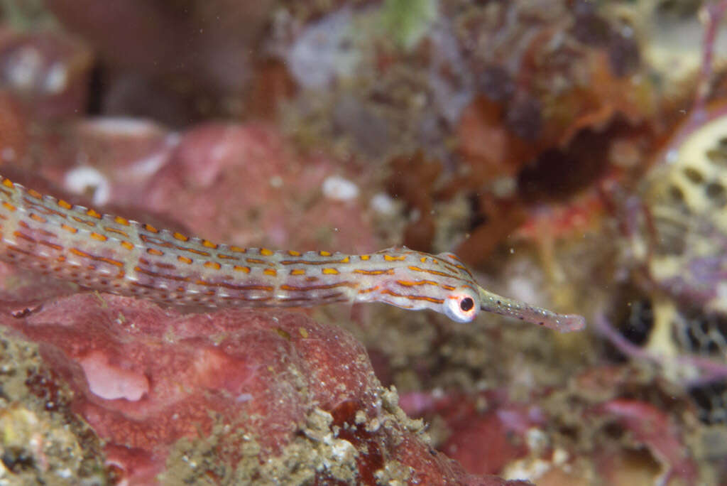 Image de Corythoichthys ocellatus Herald 1953