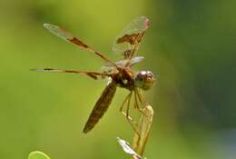 Image of Eastern Amberwing