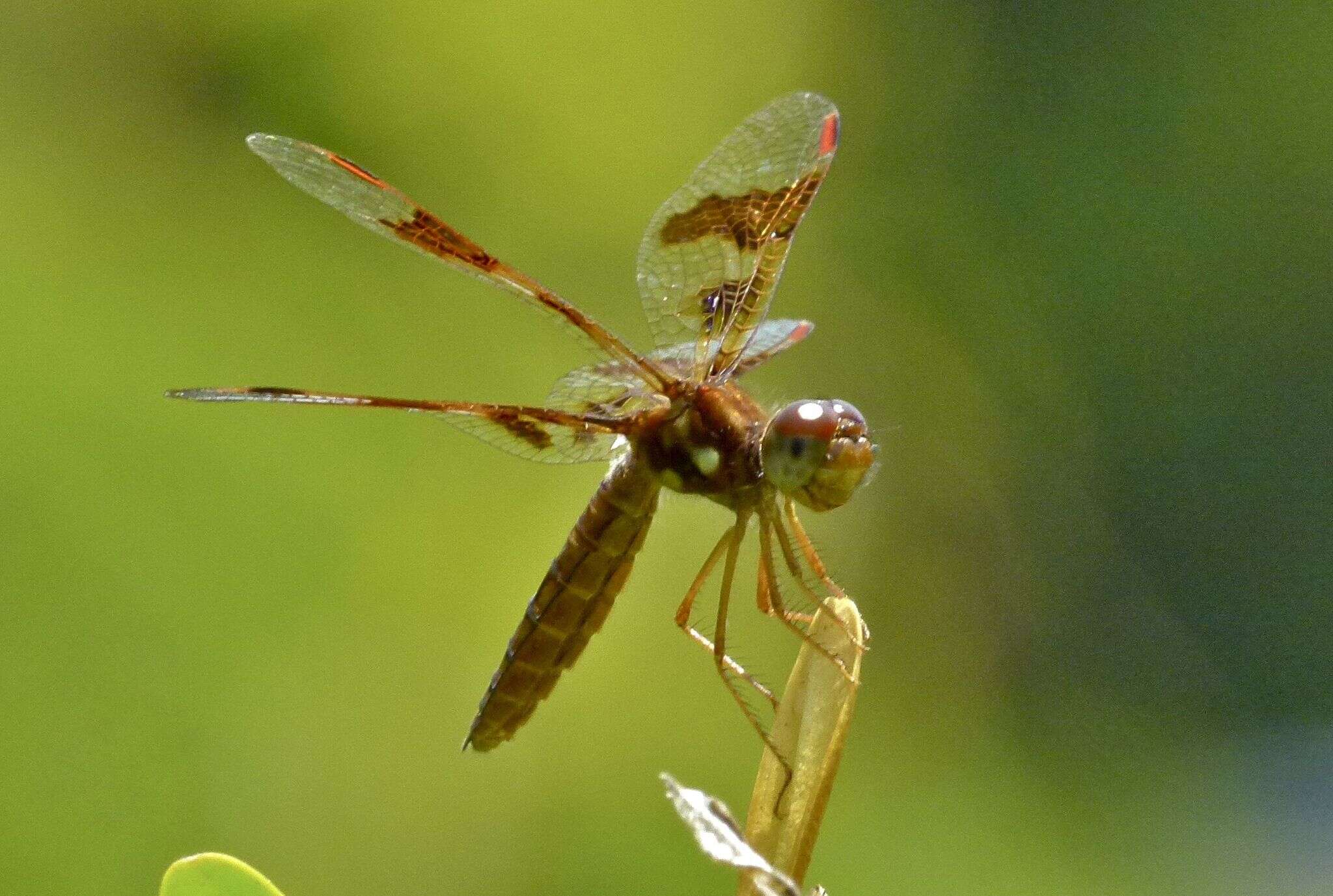 Image of Eastern Amberwing