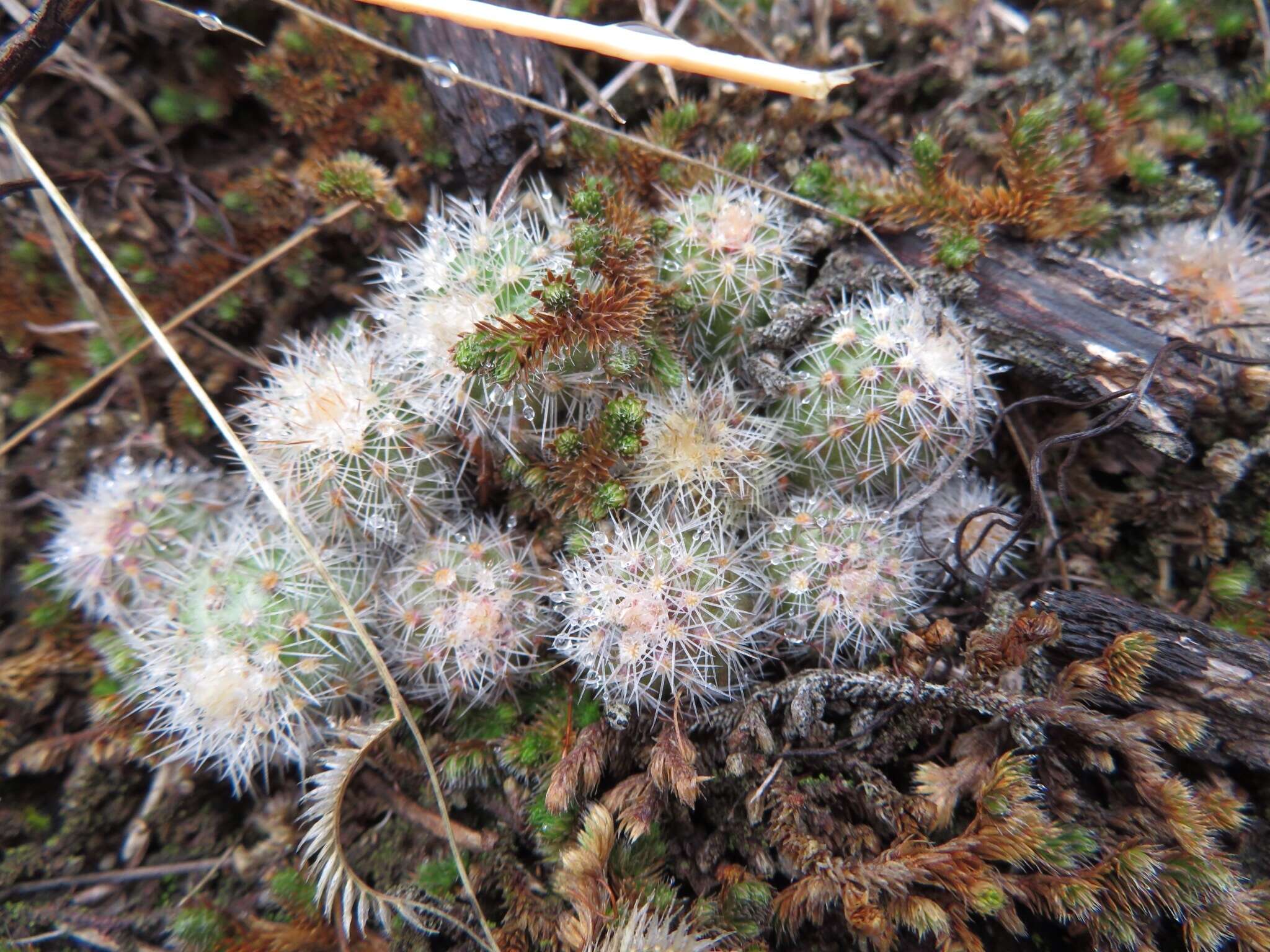 Image of Echinocereus reichenbachii var. baileyi (Rose) N. P. Taylor