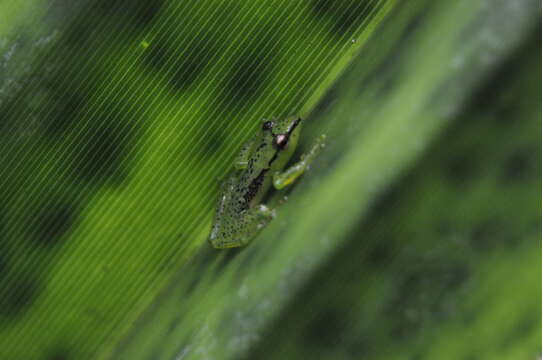 Image of Tsarafidy Madagascar Frog