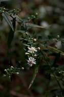 Image of <i>Symphyotrichum <i>lateriflorum</i></i> var. lateriflorum