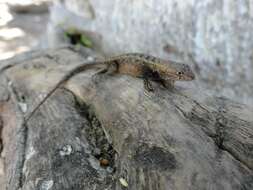 Image of Ochoterena's Lizard