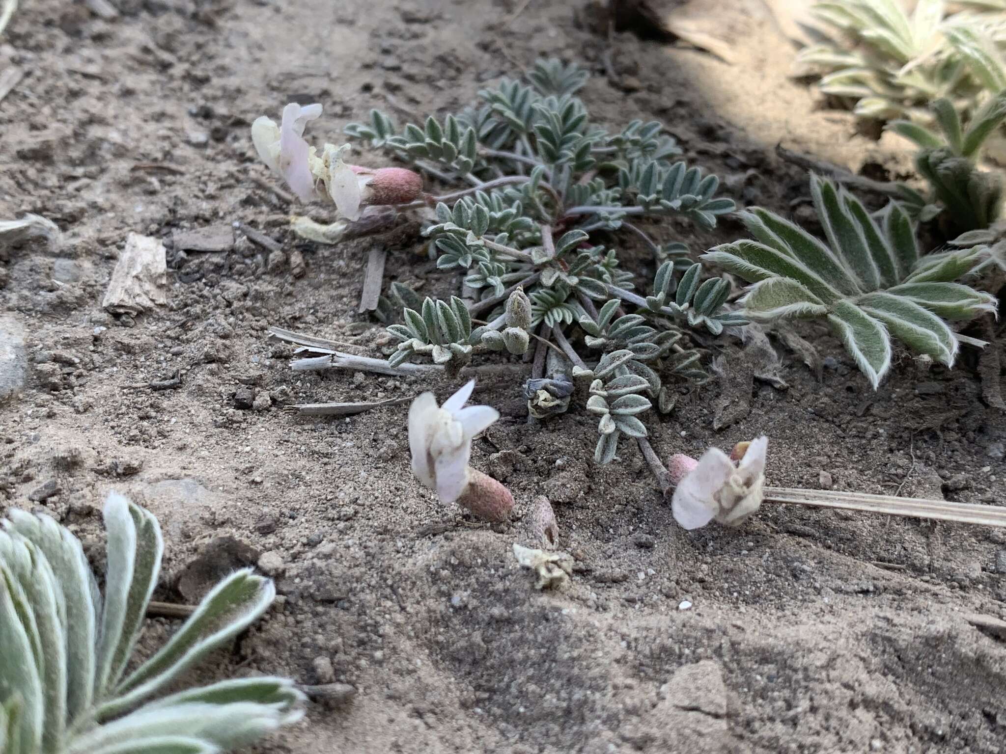 Sivun <i>Astragalus <i>calycosus</i></i> var. calycosus kuva