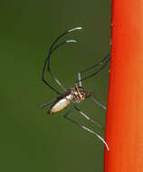 Image of Wyeomyia melanocephala Dyar & Knab 1906