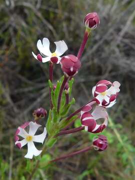 Image of Zaluzianskya capensis (L.) Walp.