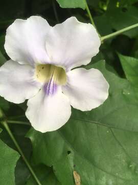 Image of laurel clockvine