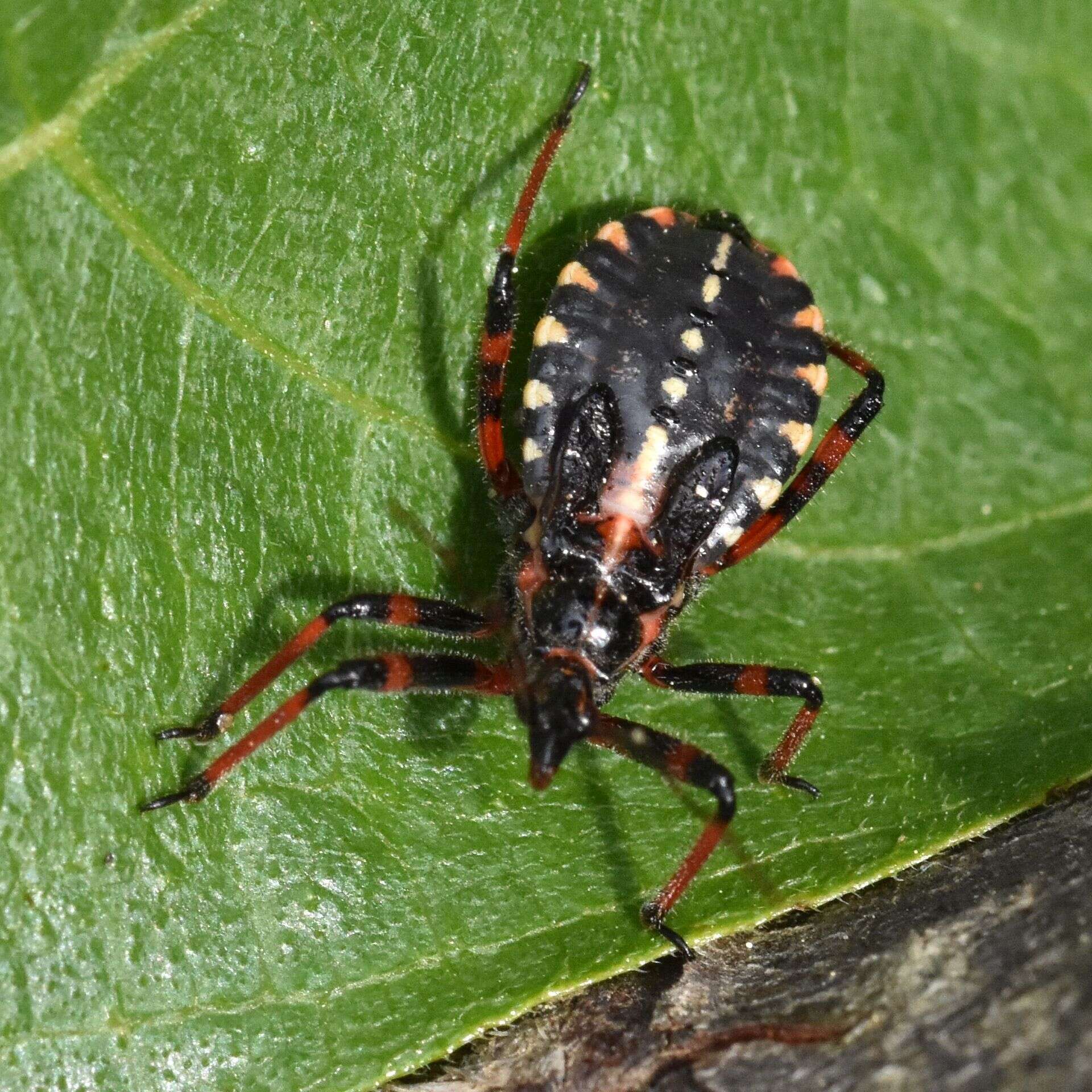 Image de Rhynocoris cuspidatus Ribaut 1922