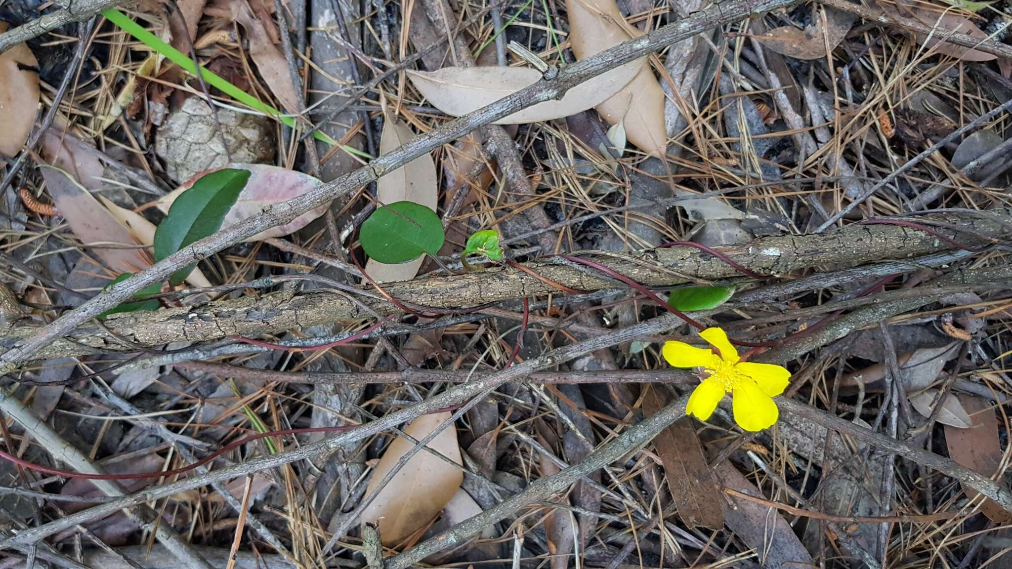 Hibbertia dentata R. Br. resmi