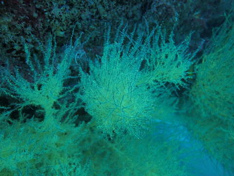 Image of Galapagos black coral