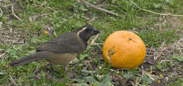 Image of Golden-billed Saltator