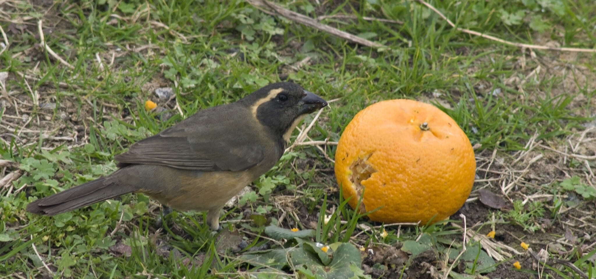 Image of Golden-billed Saltator