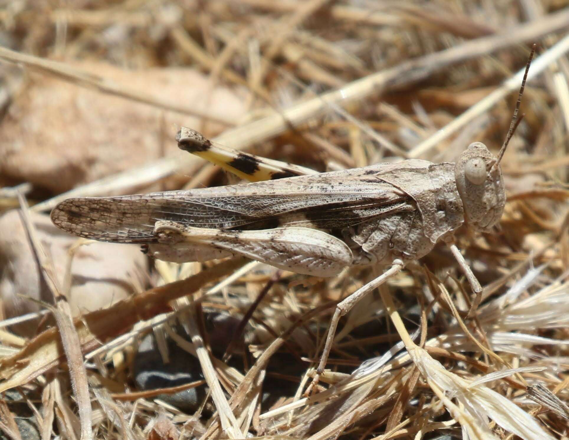 Image of Ridged Grasshopper