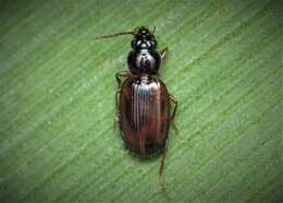 Image of Ground beetle