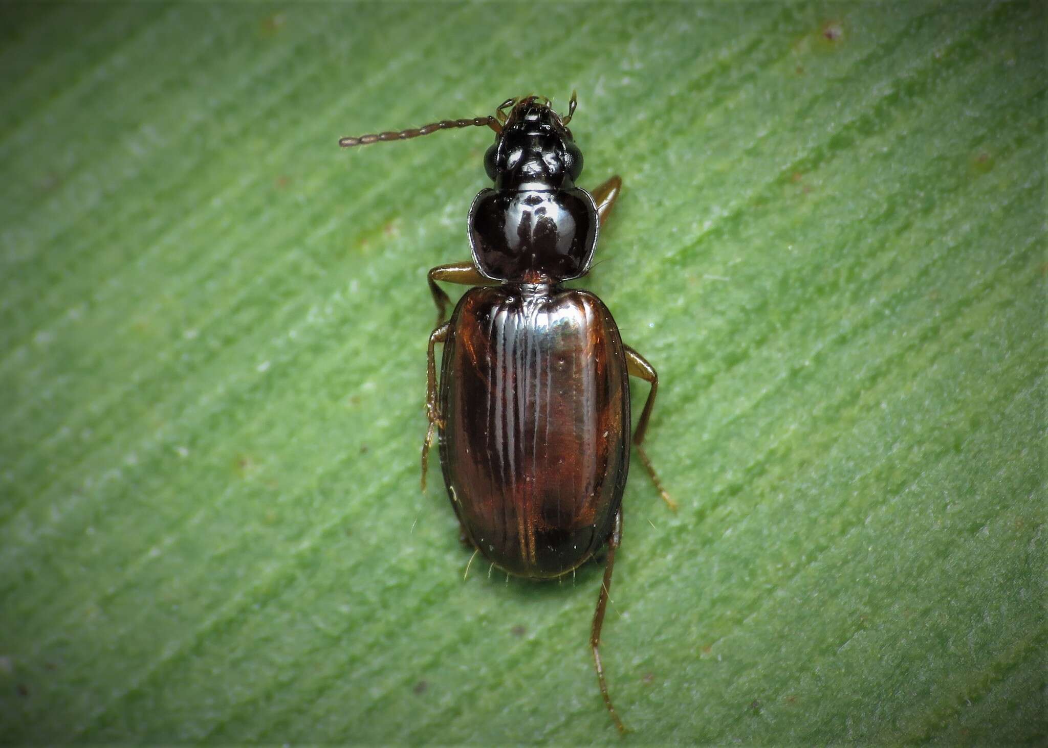 Image of Ground beetle