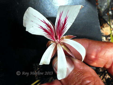 Image of Pelargonium carneum Jacq.