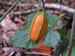 Image de Aristolochia deltantha F. Müll.