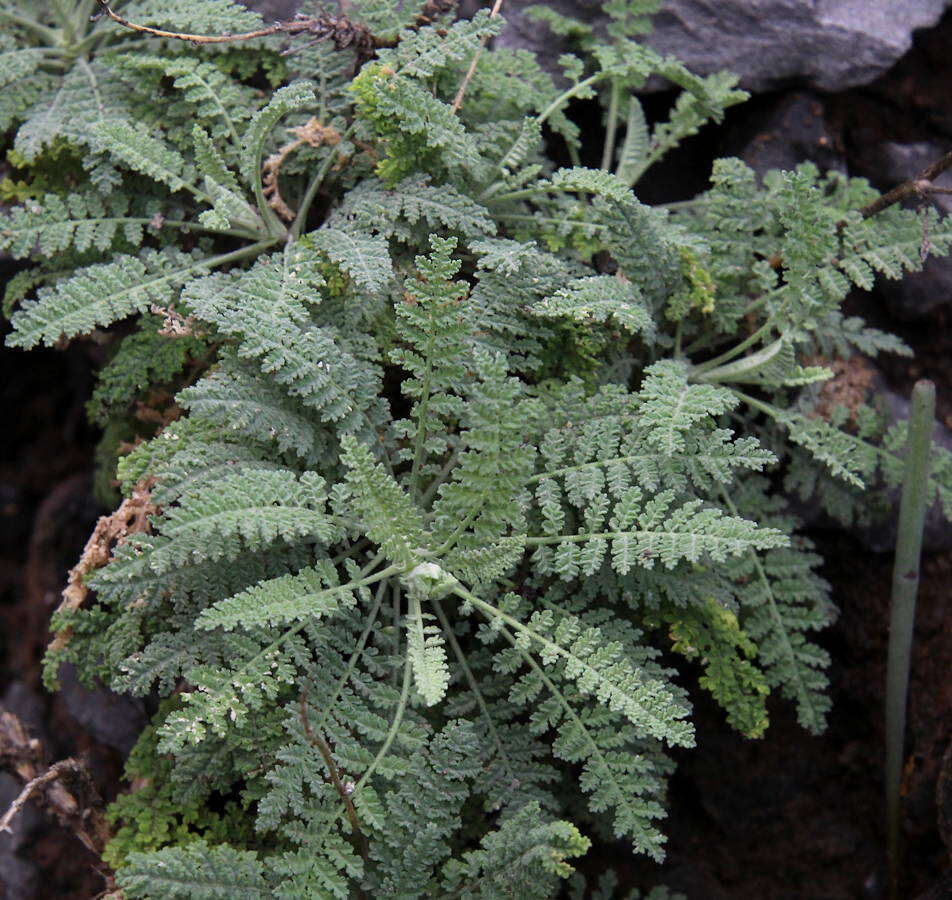 Image of Descurainia millefolia (Jacq.) Webb & Berthel.