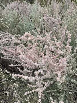 Image of wavy-leaved saltbush