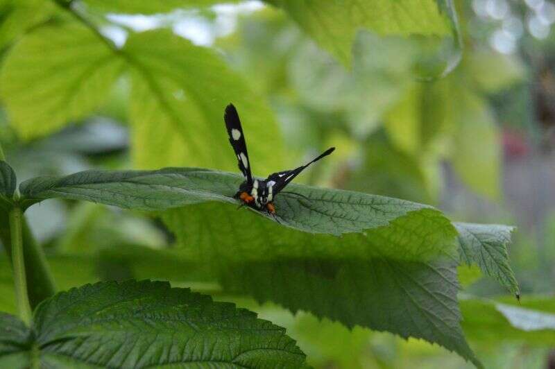 Imagem de Alypia octomaculata Fabricius 1775