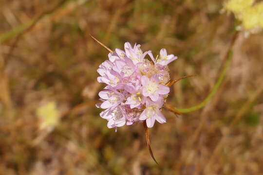 Image of Armeria arenaria subsp. arenaria