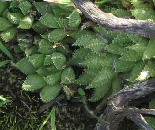 Слика од Haworthia reticulata (Haw.) Haw.