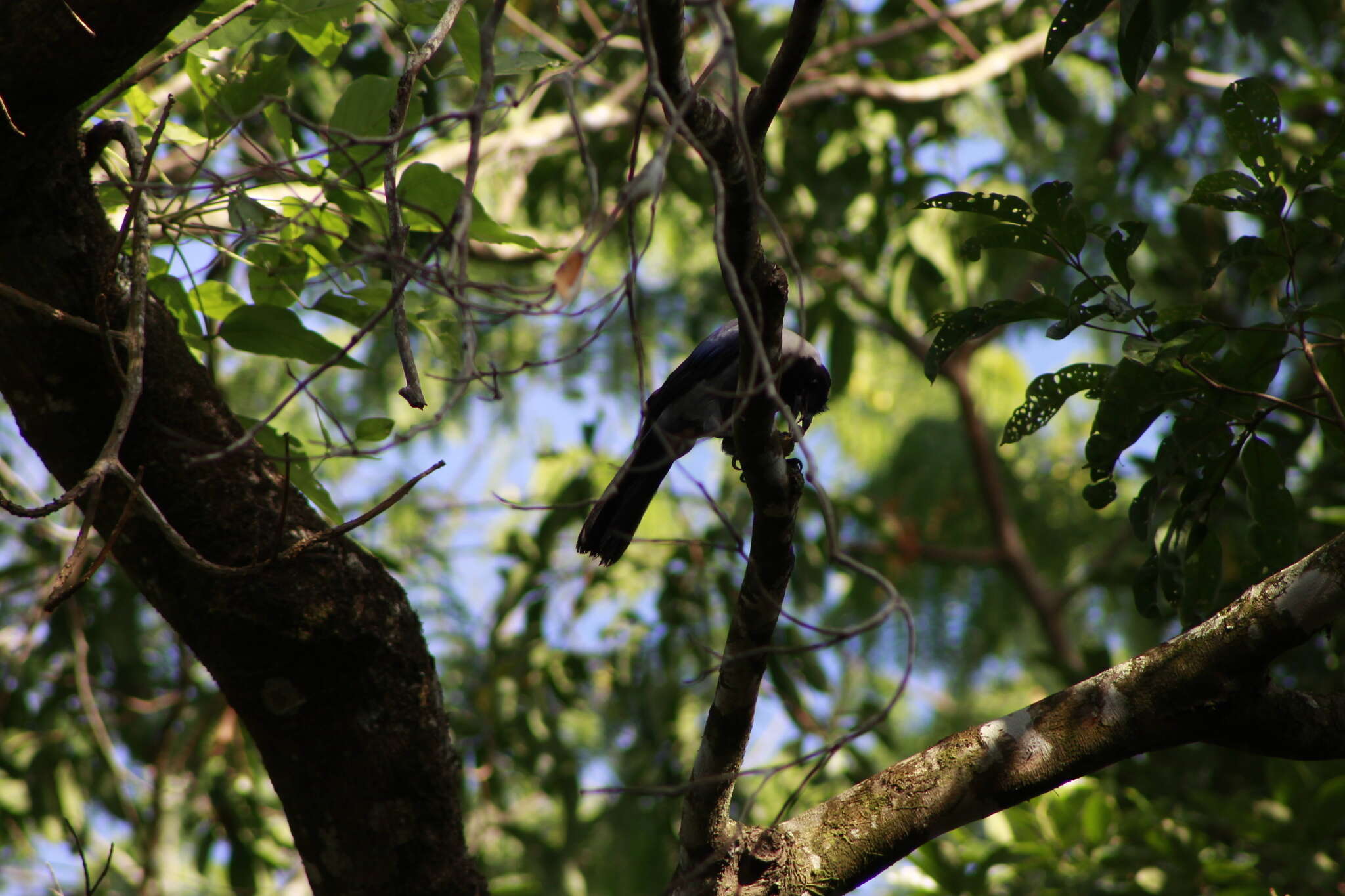 Cyanocorax violaceus Du Bus de Gisignies 1847 resmi