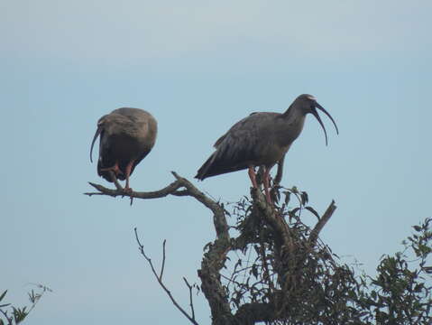 Image of Plumbeous Ibis