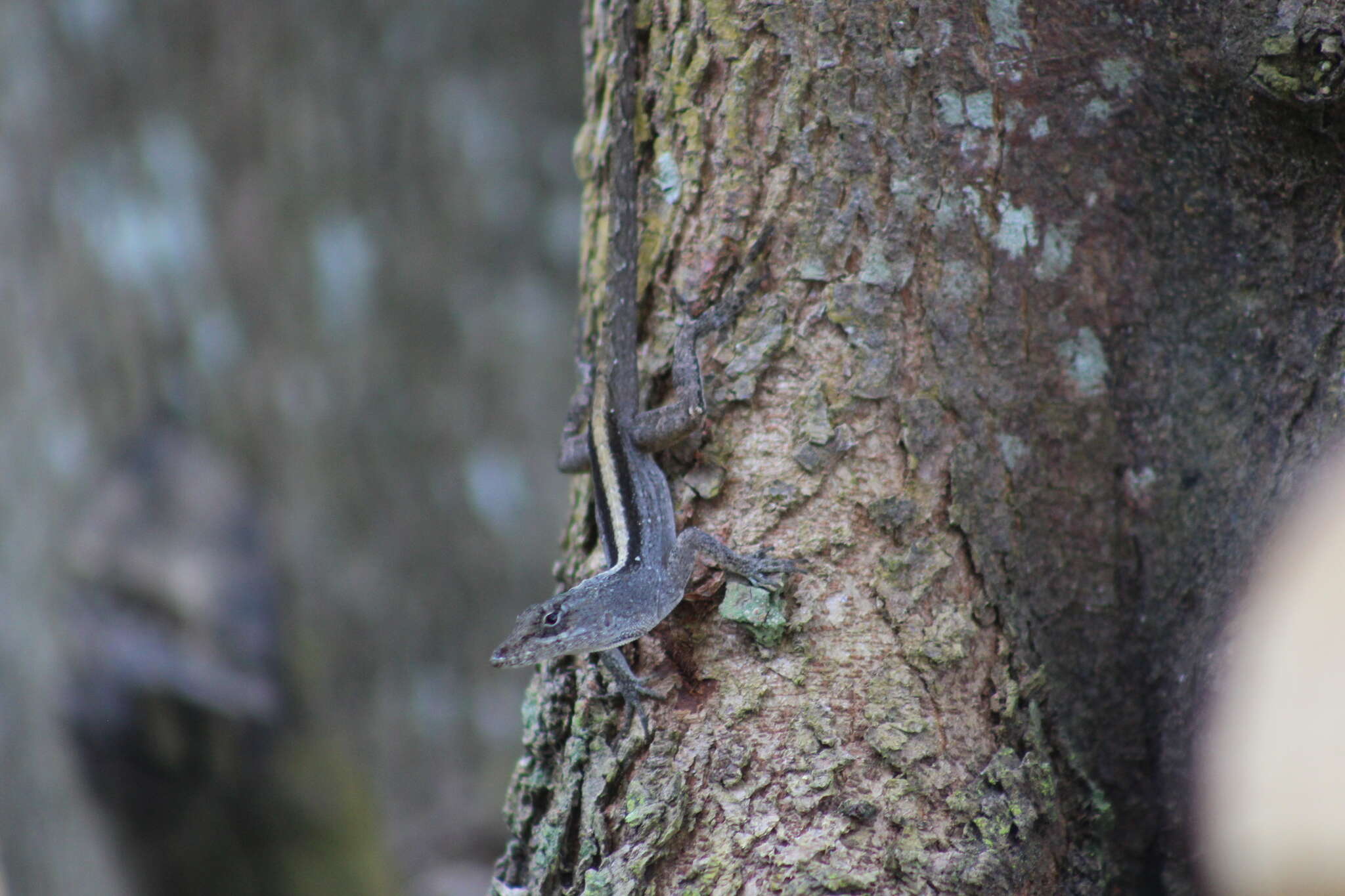 Image of Anolis sericeus Hallowell 1856