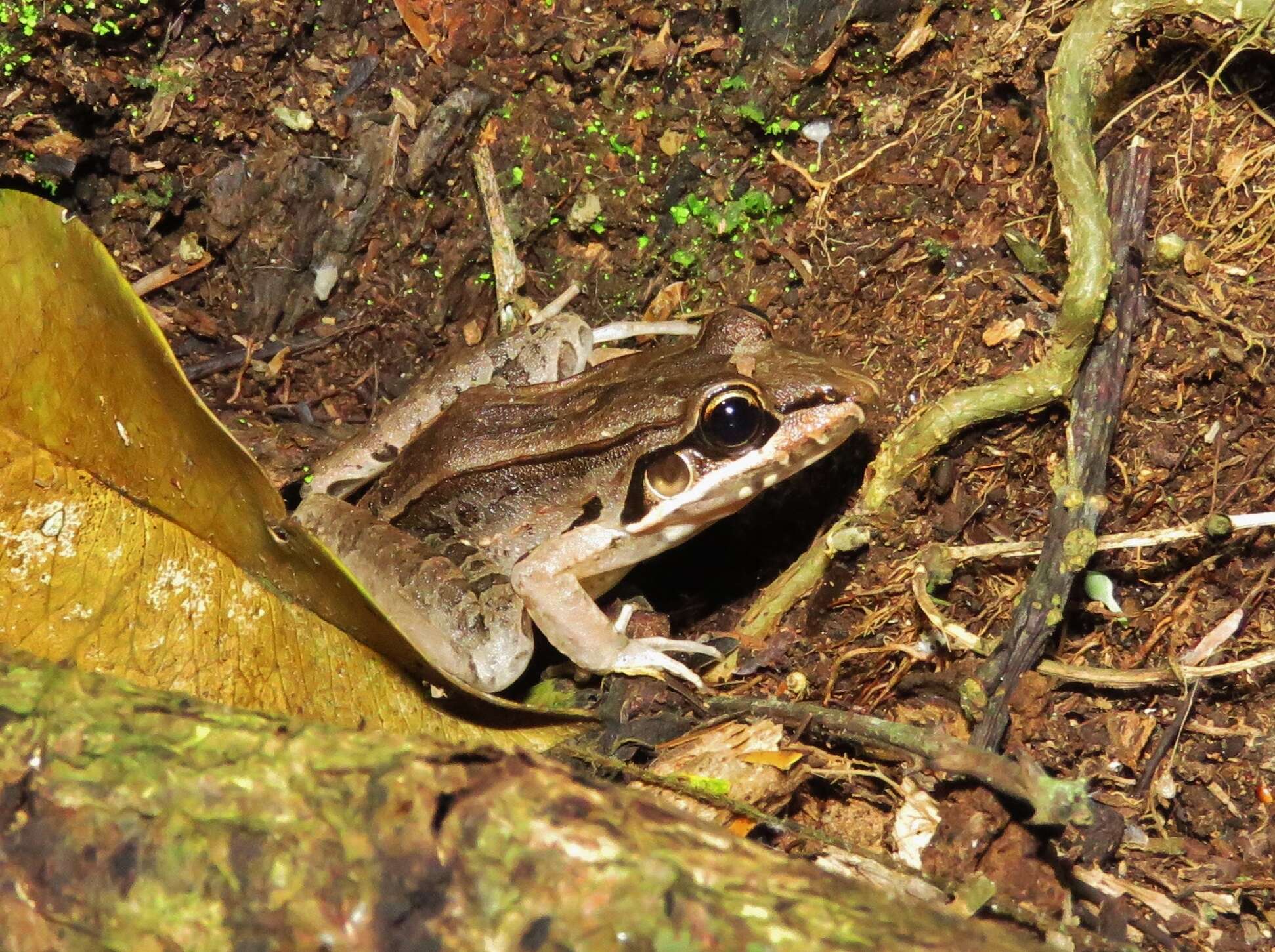 Image of Bolivian White-lipped Frog