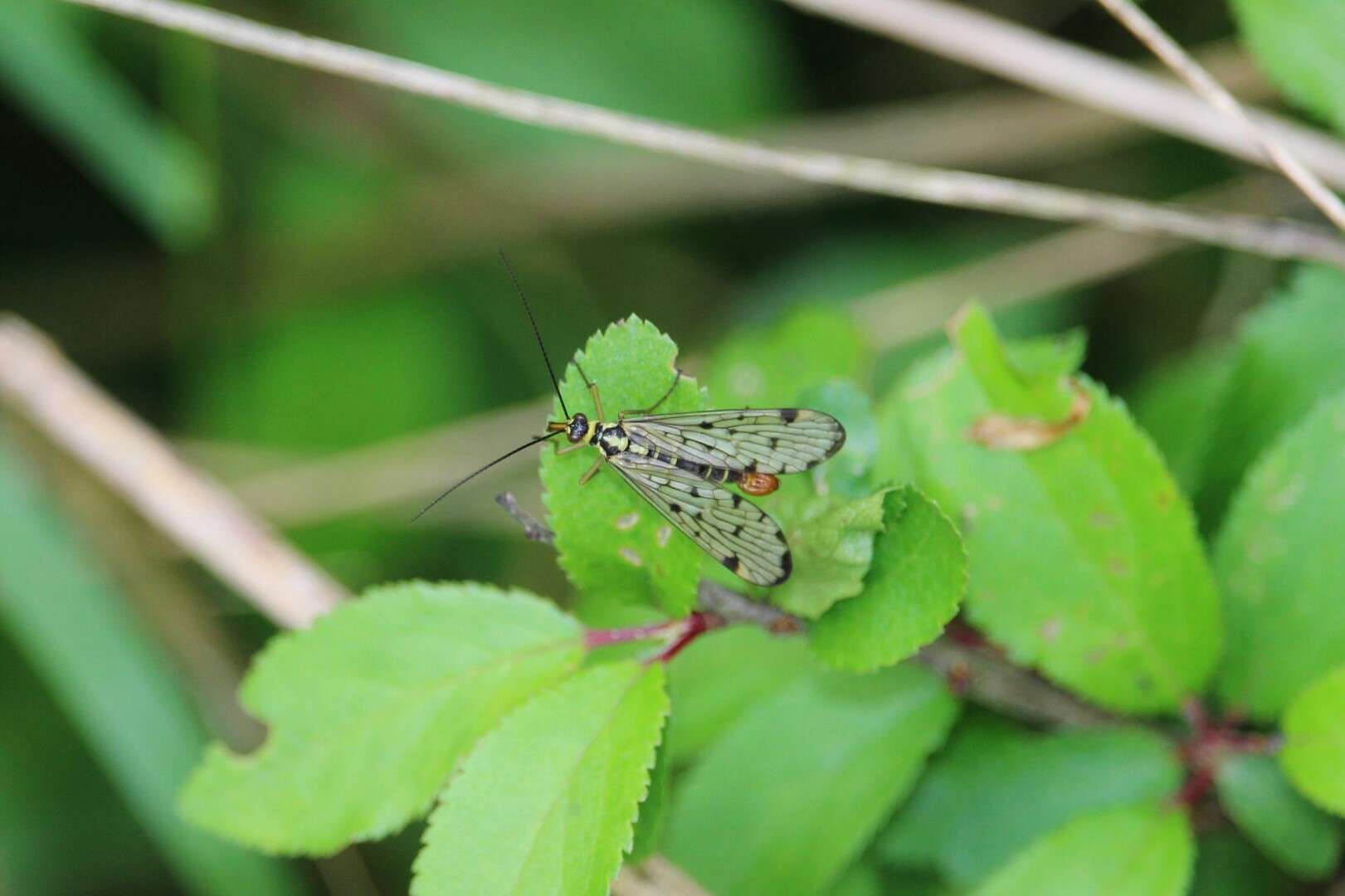 Image of Panorpa germanica Linnaeus 1758