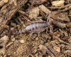 Image of Bothriurus asper Pocock 1893