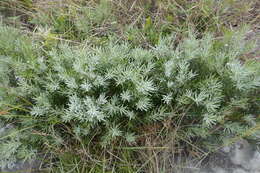 Image of Podocarpus capuronii de Laub.