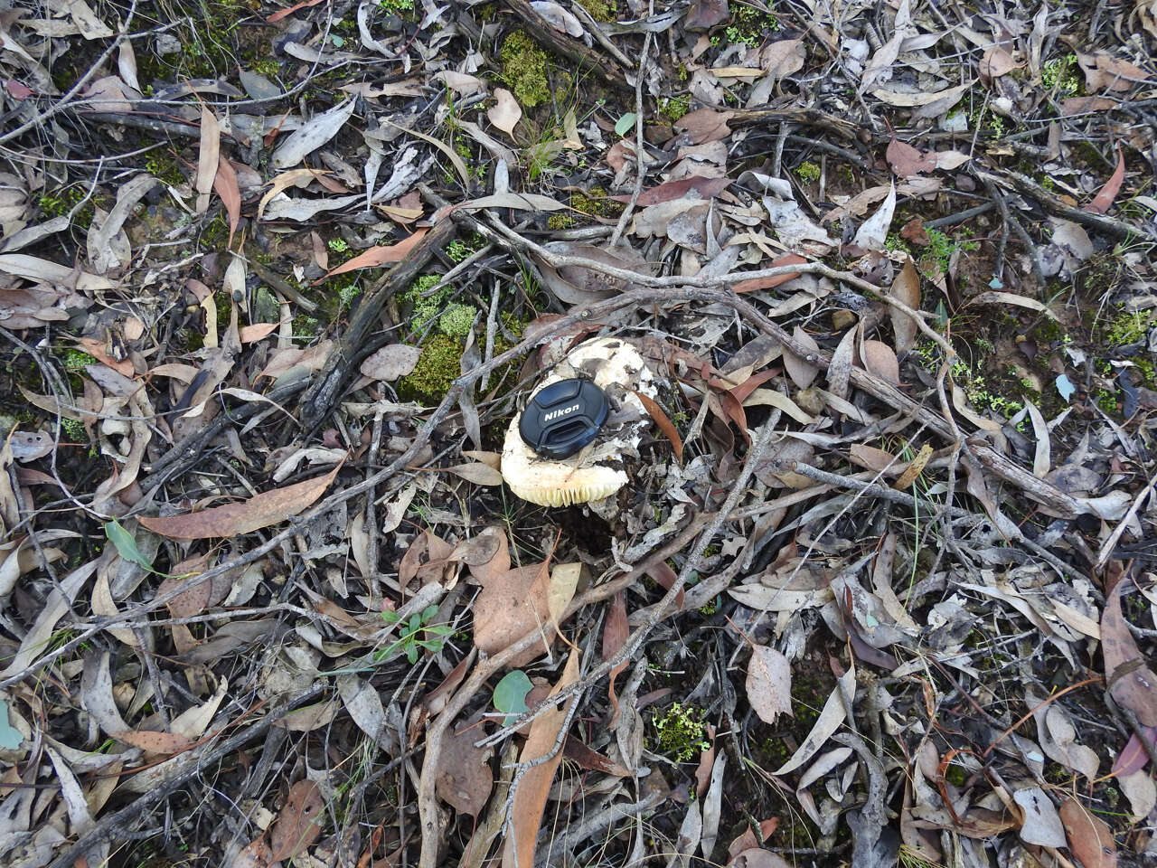 Image of Amanita ochrophylla (Cooke & Massee) Cleland 1924