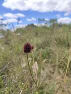 Image of Eryngium sanguisorba Cham. & Schltdl.