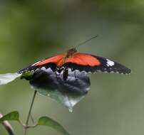 Cethosia cydippe Linnaeus 1763 resmi