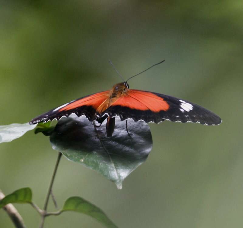 Image of Cethosia cydippe Linnaeus 1763